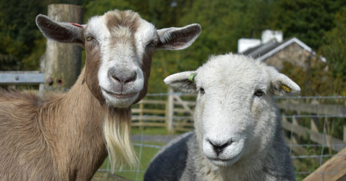 Brasil expande exportação de sêmen e embriões ao Paraguai