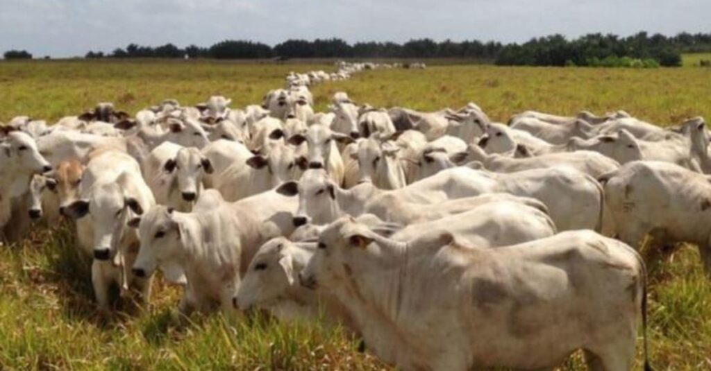Brasil bate recorde na produção de carnes em 2023