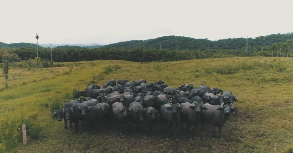 Búfalos rendem milhões no Paraná 7 Búfalos geram R$ 39,7 milhões para o Paraná