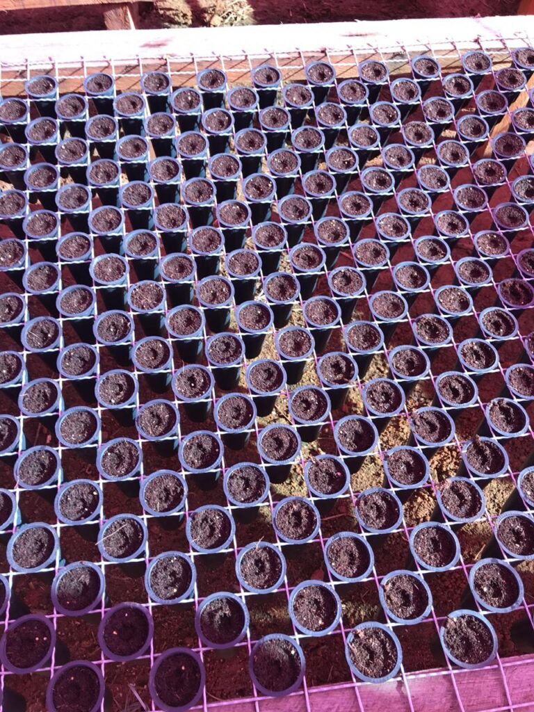 Café: Como Fazer Passo a Passo 35 veja o passo a passo de como fazer