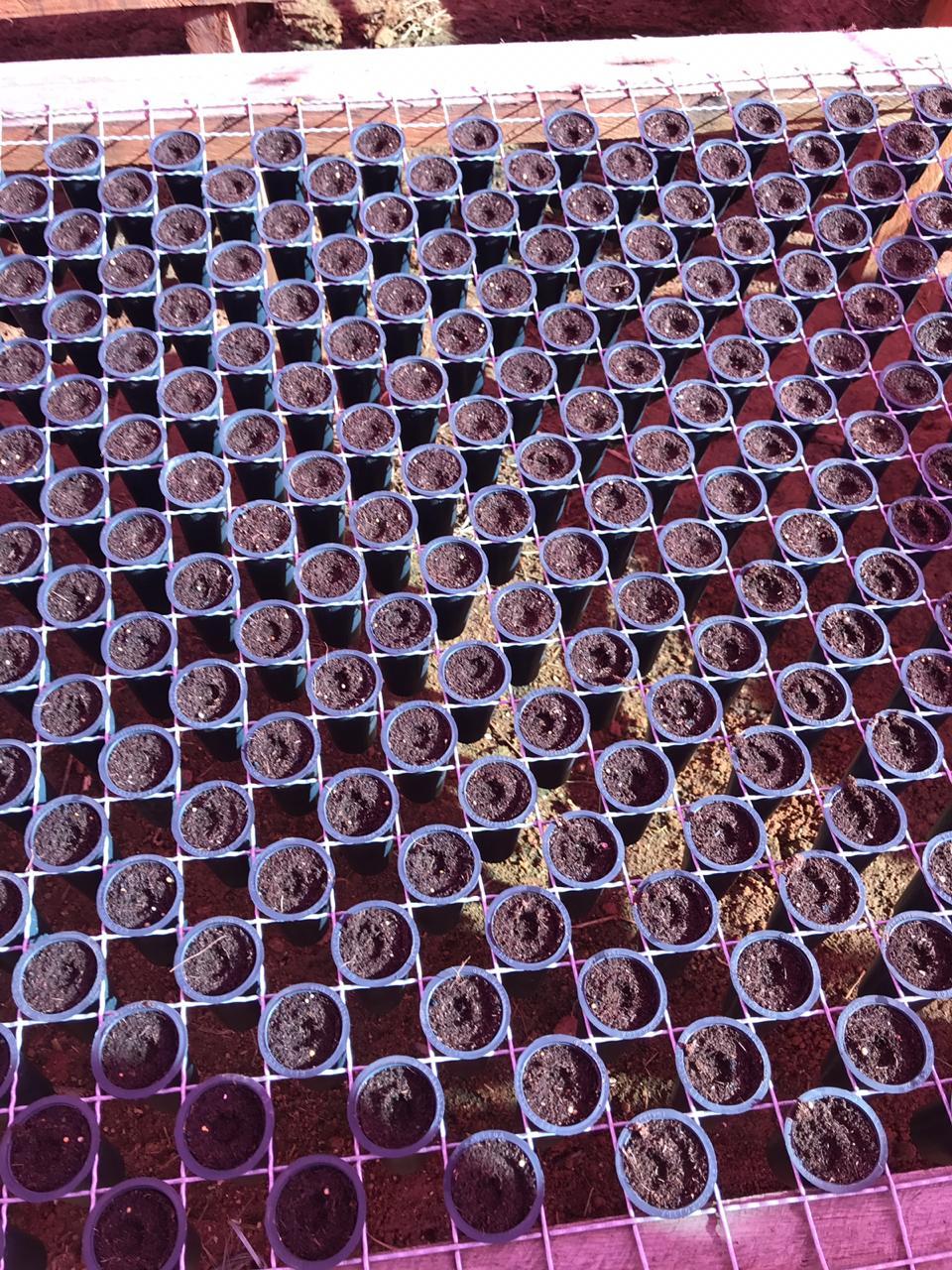 veja o passo a passo de como fazer