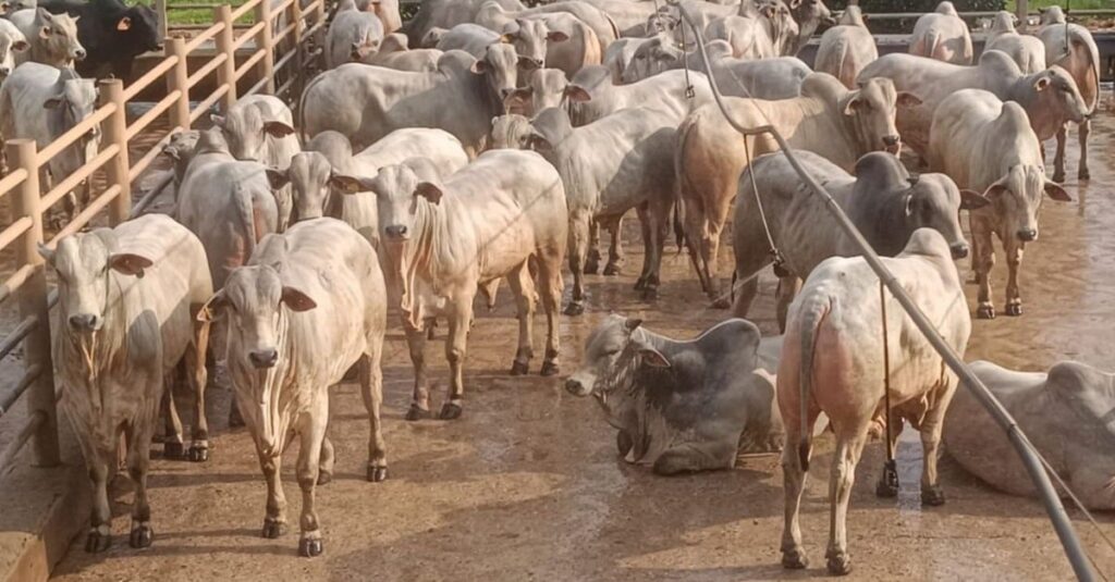 Conheça os campeões do Circuito Nelore de Redenção e Santana do Araguaia (PA)