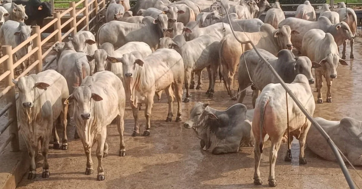Campeões do Circuito Nelore - Redenção e Santana do Araguaia (PA) 4 Conheça os campeões do Circuito Nelore de Redenção e Santana do Araguaia (PA)