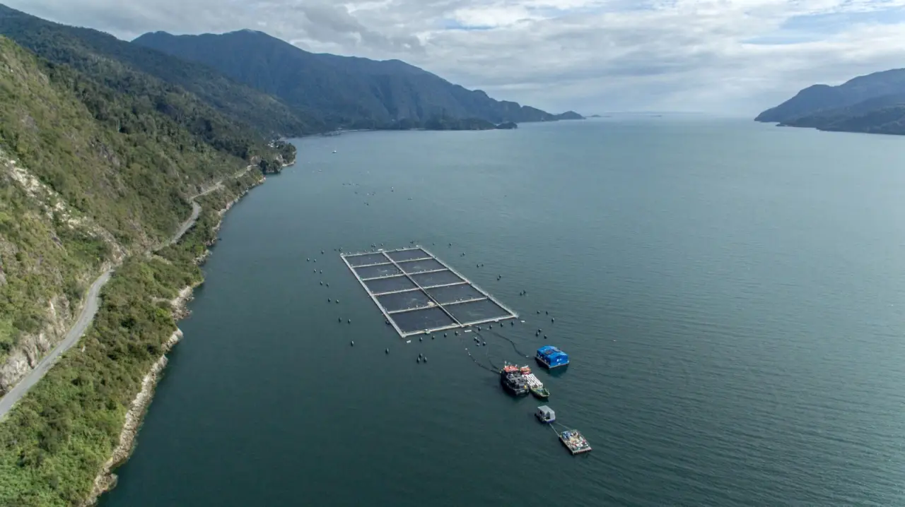 Chile aumenta vendas de salmão e truta para o Brasil 1 Crescem as exportações chilenas de salmões e trutas para o Brasil