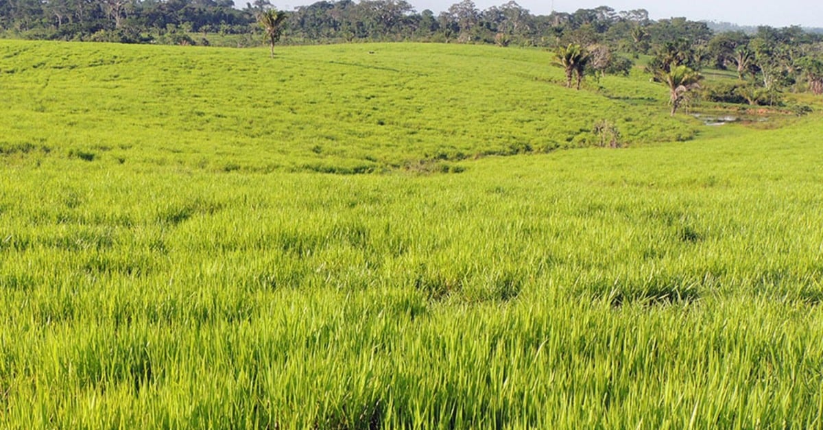 Como a calculadora de sementes da Embrapa pode melhorar o plantio em pastos?