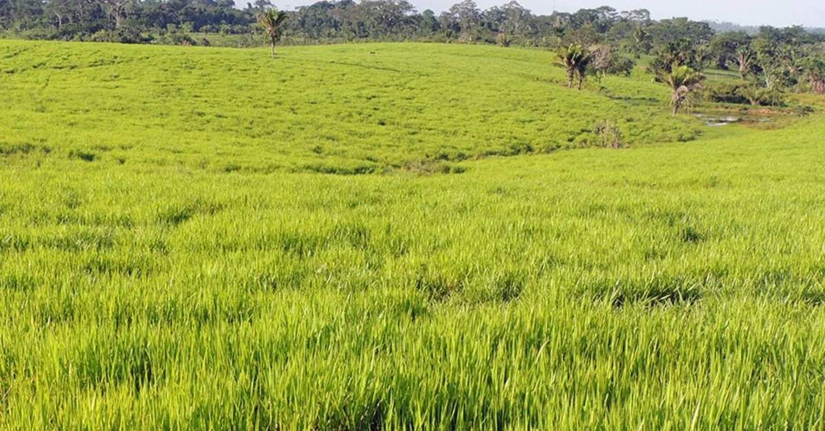 Como a calculadora de sementes da Embrapa pode melhorar o plantio em pastos? 1 Calculadora de sementes: conheça a inovação da Embrapa para melhor semear os pastos