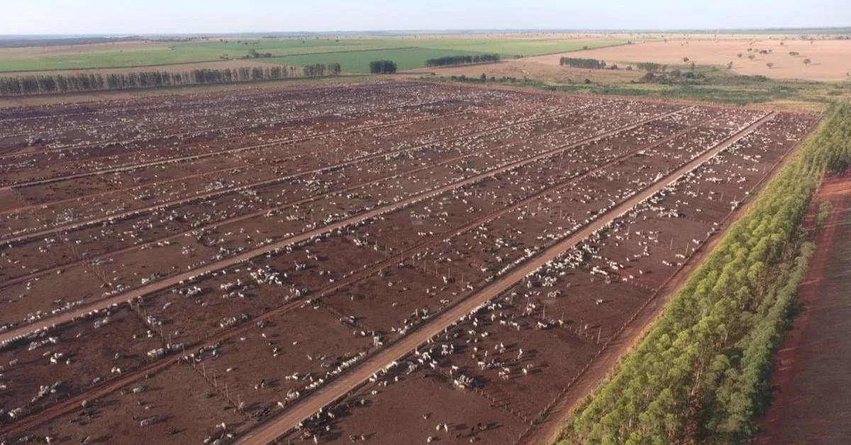 Confinamento bovino prevê estabilidade em 2023 3 Confinamento de bovinos deve ficar estável em 2023, aponta DSM