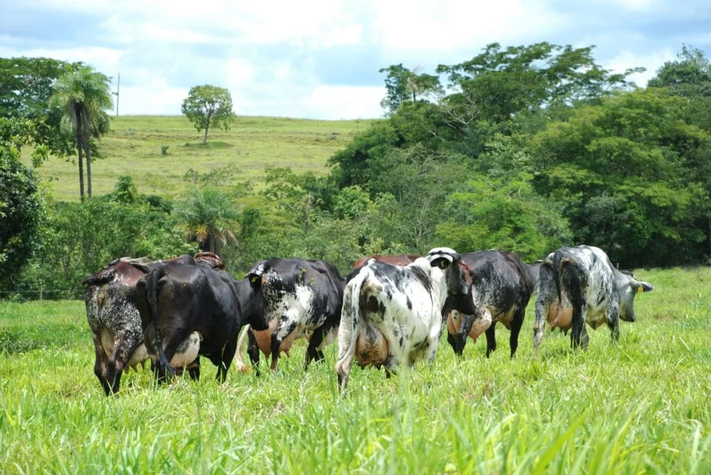 veja formas de controle e prevenção