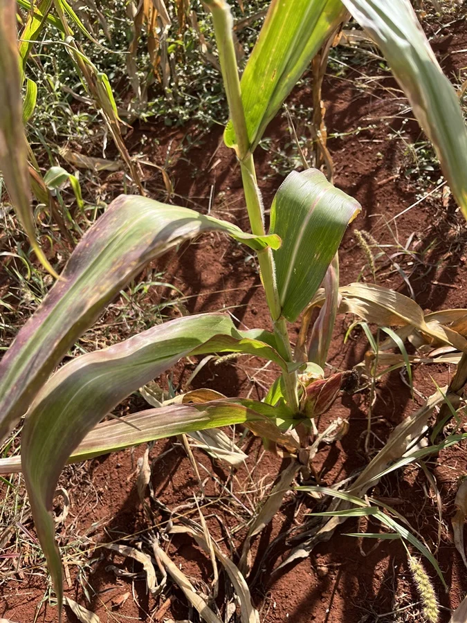 Controle eficaz da cigarrinha do milho 18 As ações danosas das cigarrinha do milho pode ser reduzida com monitoramento e manejo, segundo ‘Agrimip