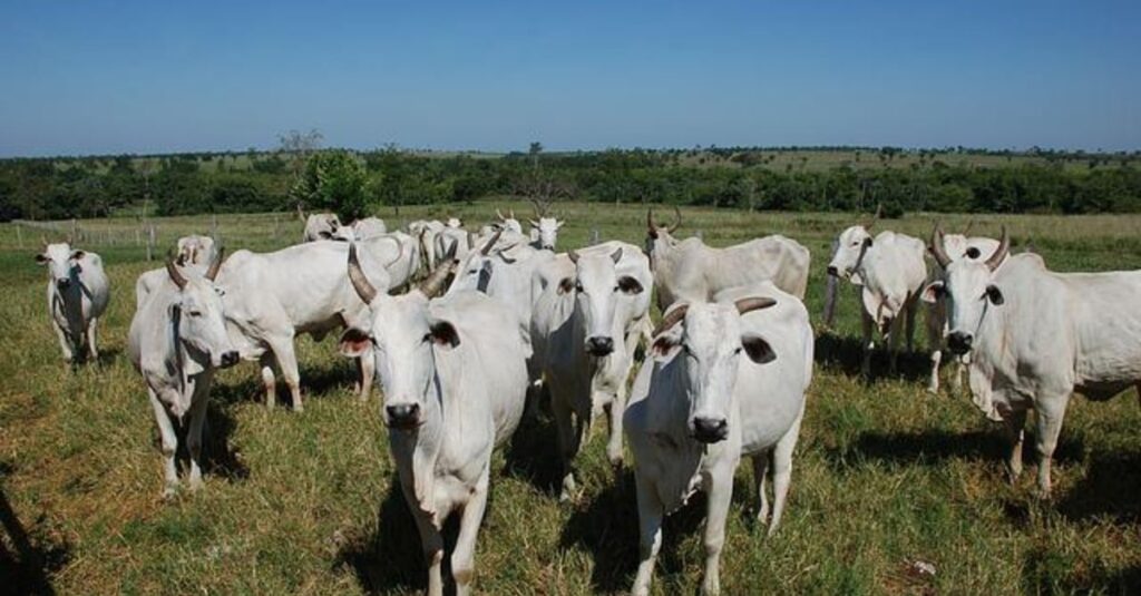 demanda interna se fortalece no último trimestre do ano