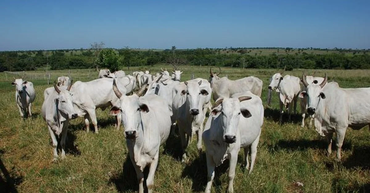Fortalecimento da demanda interna 6 demanda interna se fortalece no último trimestre do ano