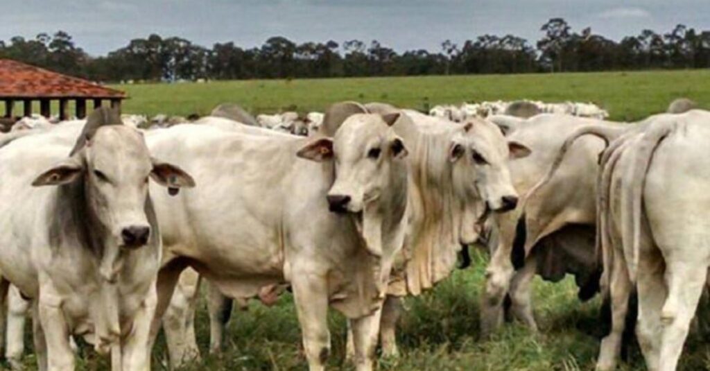 demanda por carne bovina no ápice mantém alta da arroba; veja cotações