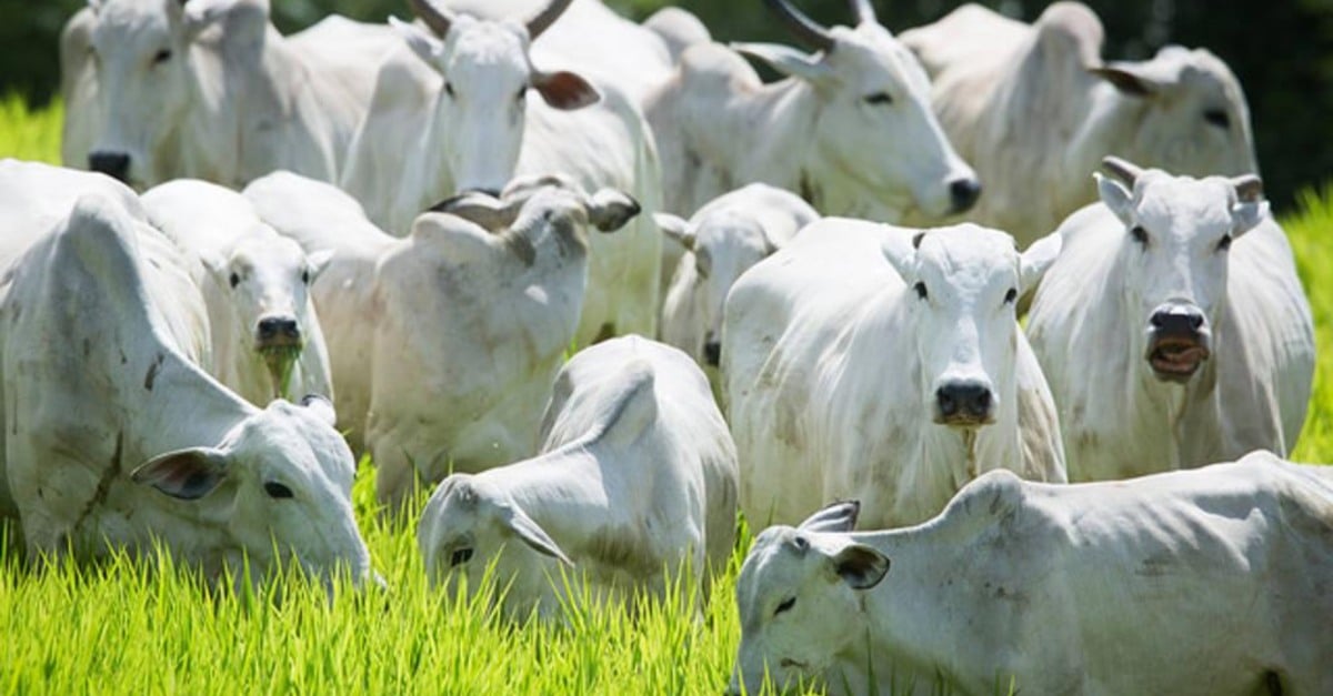Baixa pressão no boi gordo intrigante; confira preços