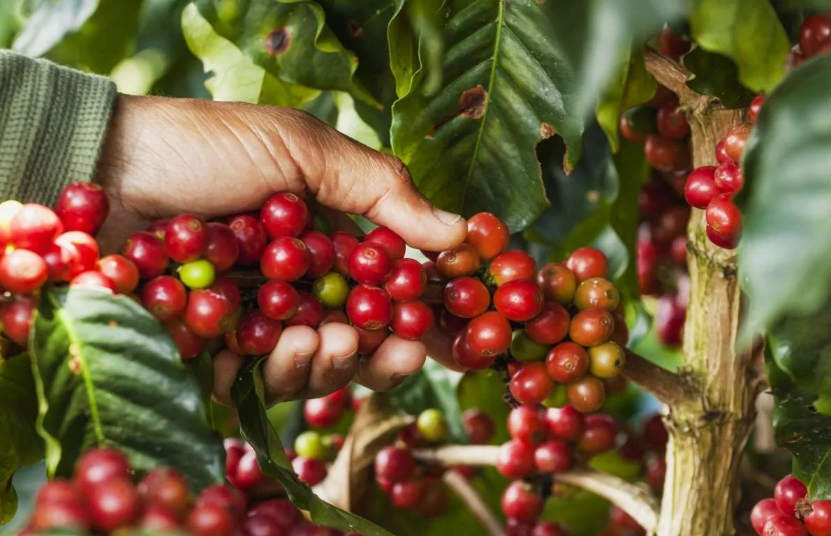 Curso: Dúvidas na Gestão do Café 38 Curso Gestão na Produção de Café: quais as principais dúvidas?