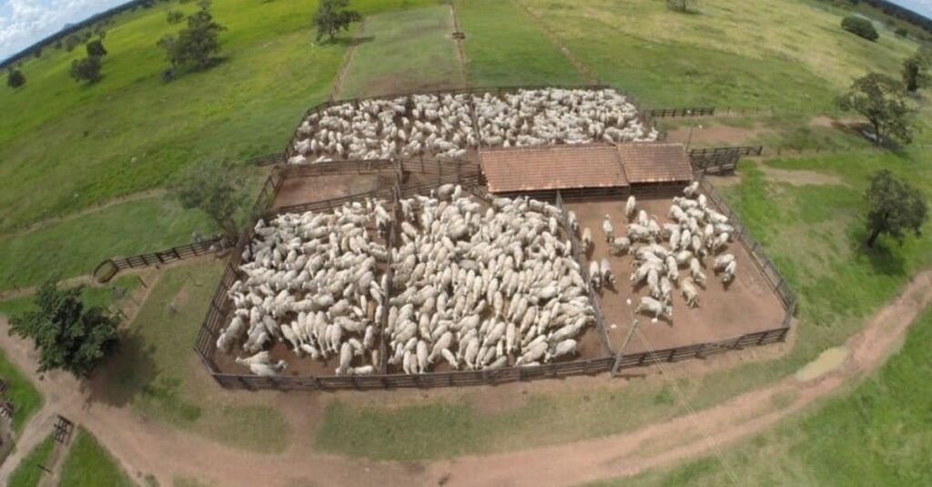Viu esta? Tudo que os pecuaristas precisam saber sobre desapropriação de terras produtivas