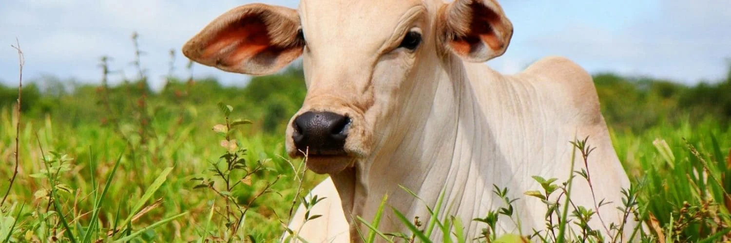 Descubra diferentes formas de fazer 47 Facebook