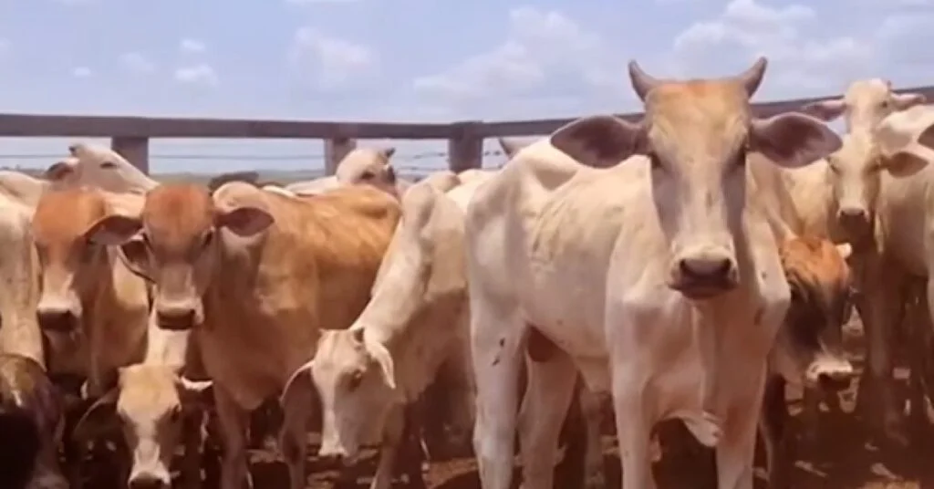 "Descubra o efeito sanfona nos preços de reposição" • Portal DBO 22 virtual em Cuiabá registra média de R$ 2.413/cabeça • Portal DBO