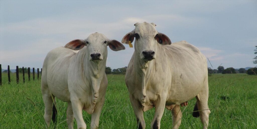 Descubra os Benefícios do Colágeno 28 você sabe o que é e os benefícios?