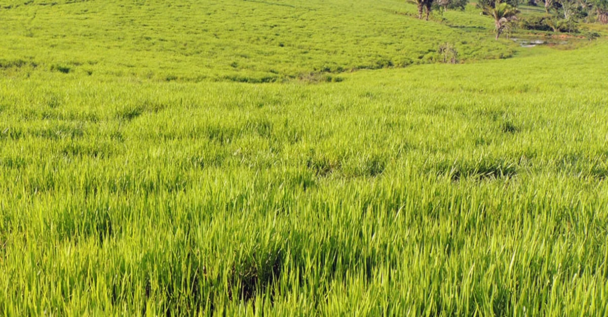 Destaque COP28: Programa de recuperação de pastagens brasileiro