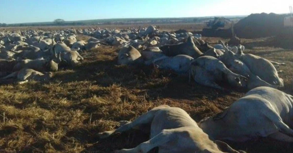 Saiba como dar o destino certo a produtos veterinários e animais mortos