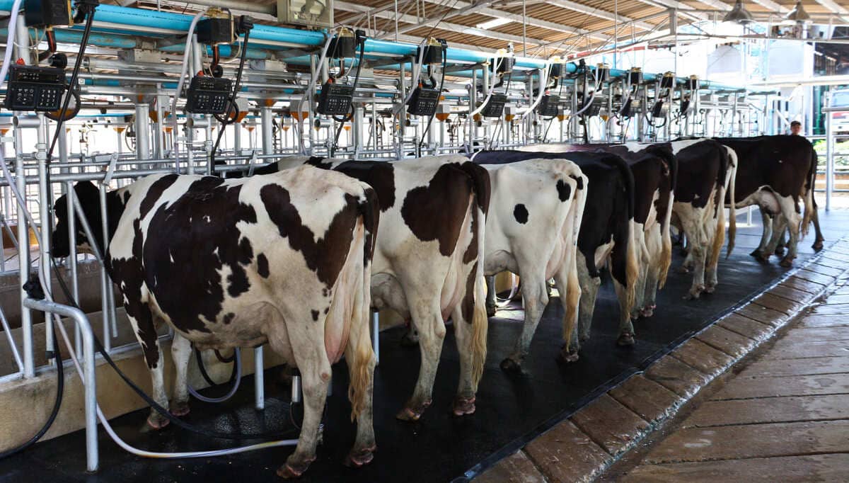 Desvendando a queda na produção de leite