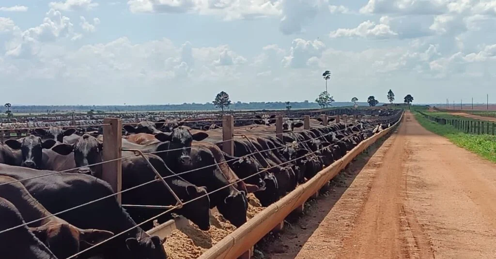 Especialista dá dicas para calcular a diária do gado e da arroba produzida