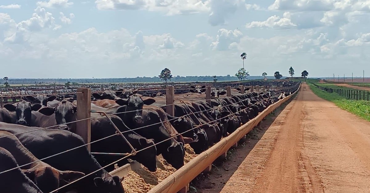 Especialista dá dicas para calcular a diária do gado e da arroba produzida