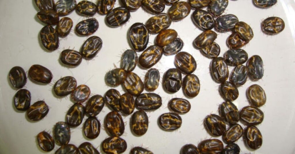 Carrapato bovino: estas dicas ajudam a combater este ladrão de produtividade na fazenda