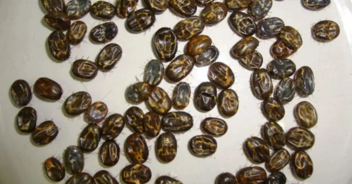 Dicas para exterminar carrapato! 1 Você viu? Especialista dá dicas para combater o carrapato bovino carrapato Embrapa