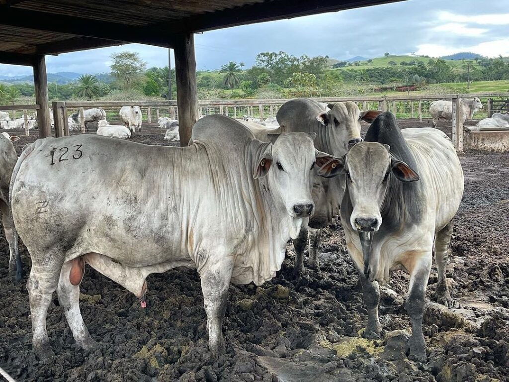 Empresa agropecuária entra em recuperação judicial com dívida declarada de R$ 617 mi