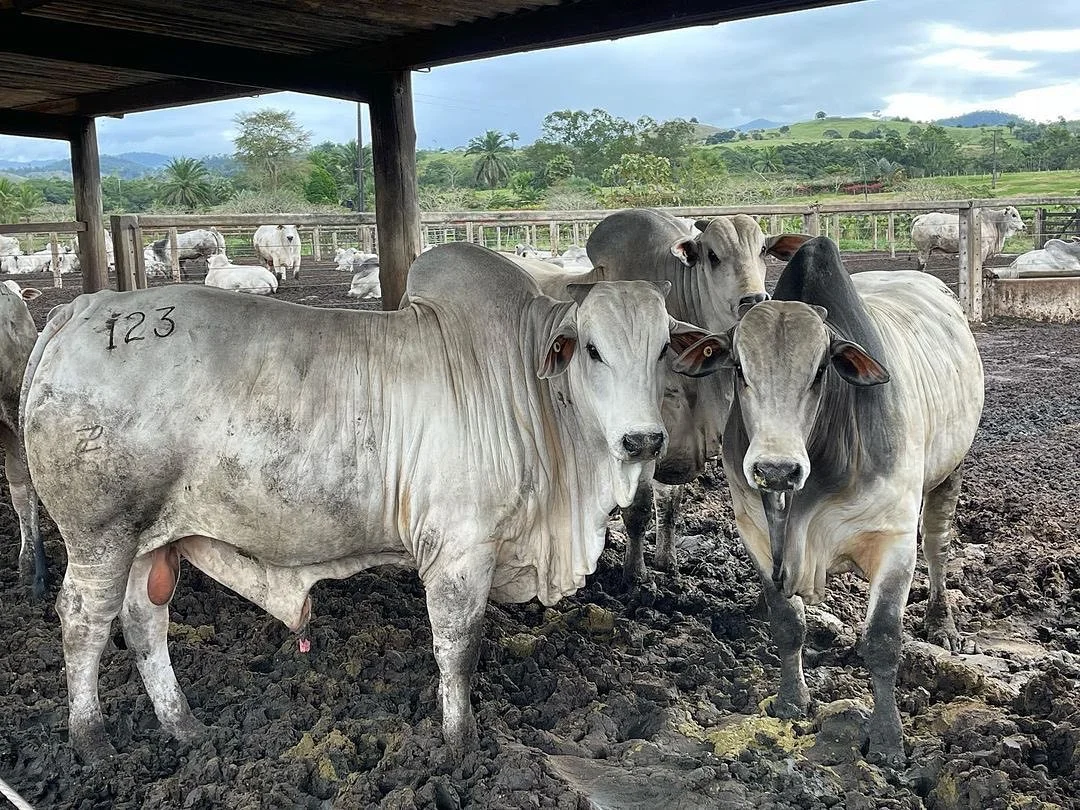 Empresa agropecuária entra em recuperação judicial com dívida declarada de R$ 617 mi