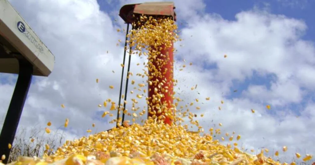 Exportação de milho em outubro deve somar 8,321 mi de toneladas, projeta Anec • Portal DBO
