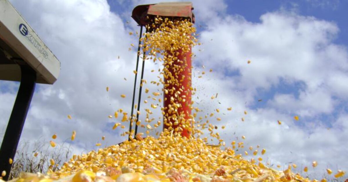 Exportação de milho em outubro: recorde de 8,321 mi ton?