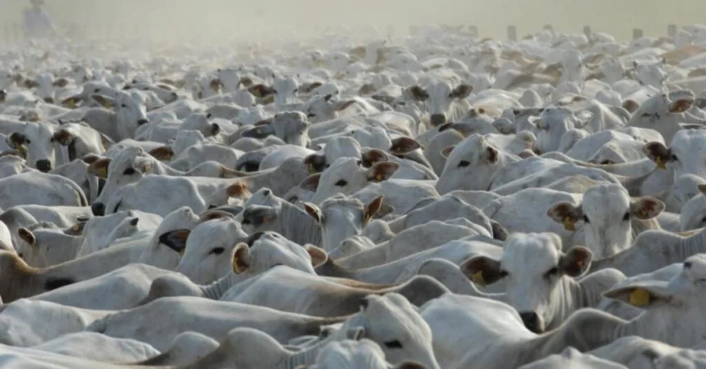 Fazenda Controlar x gerenciar: entenda as diferenças 114 Controlar e gerenciar: saiba a diferença entre as duas na propriedade
