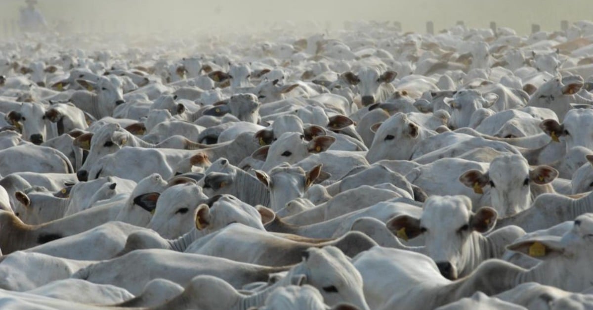 Fazenda Controlar x gerenciar: entenda as diferenças
