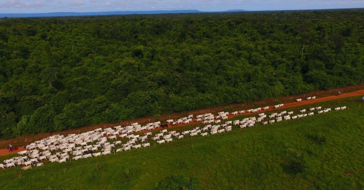 Fazenda inova medição de emissões: sucesso na pecuária.