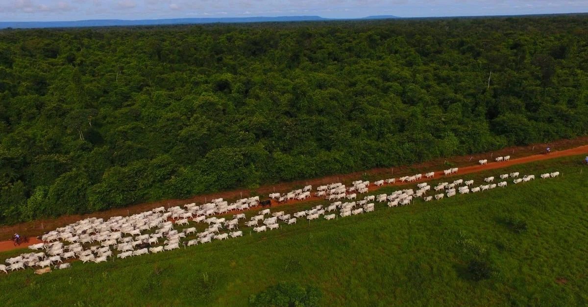 Fazenda inova medição de emissões: sucesso na pecuária. 18 Fazenda Nota 10 revoluciona pecuária com inovadora medição de emissões nas propriedades