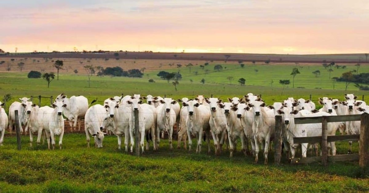 Fazendas ecológicas retomam vendas de gado no Pará