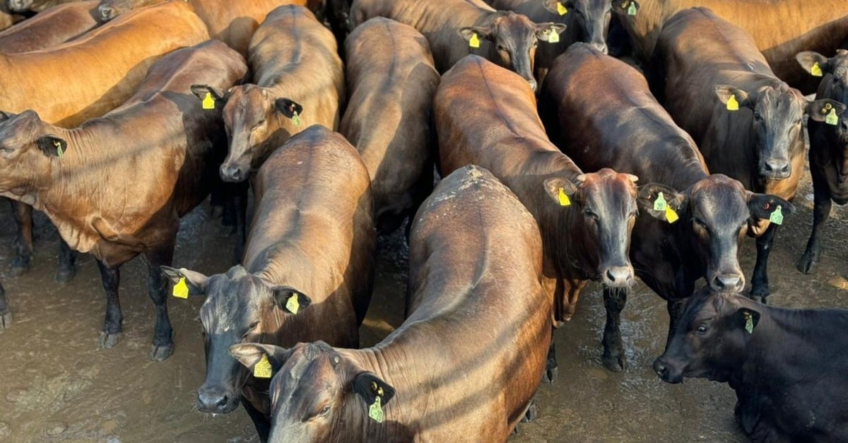 Lotaço de novilhas ultrapassa 21@ no interior de Mato Grosso
