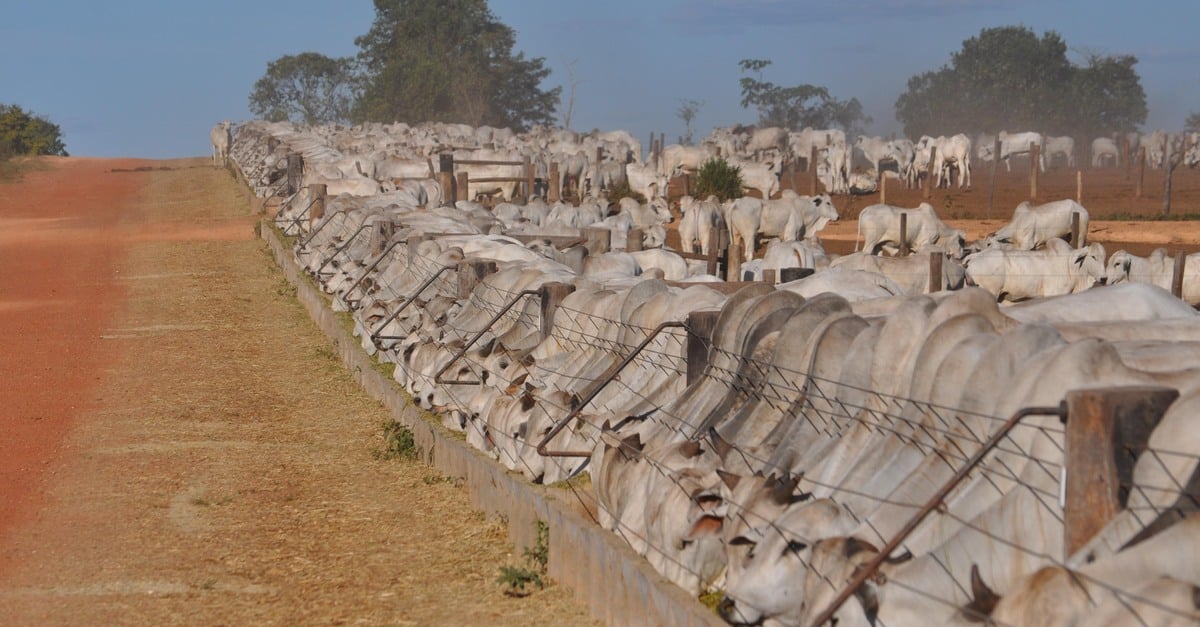confinamento responde por 25% dos abates no Brasil