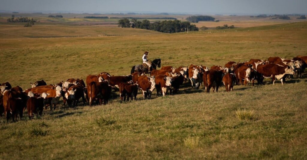 Hereford e Braford: saiba como genética está ajudando a pecuária no País