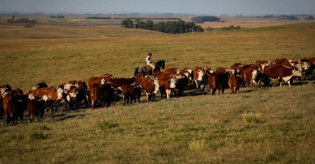 Genética aprimora pecuária Hereford e Braford 40 Hereford e Braford: saiba como genética está ajudando a pecuária no País