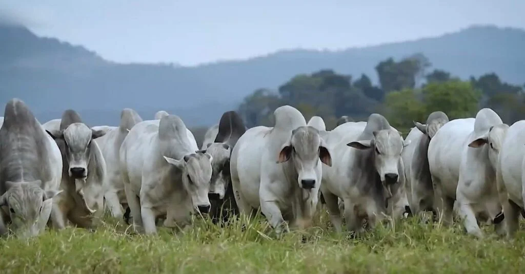 Genética e tecnologia: avanços na pecuária do RJ 9 Genética e tecnologia no avanço da pecuária do Rio de Janeiro