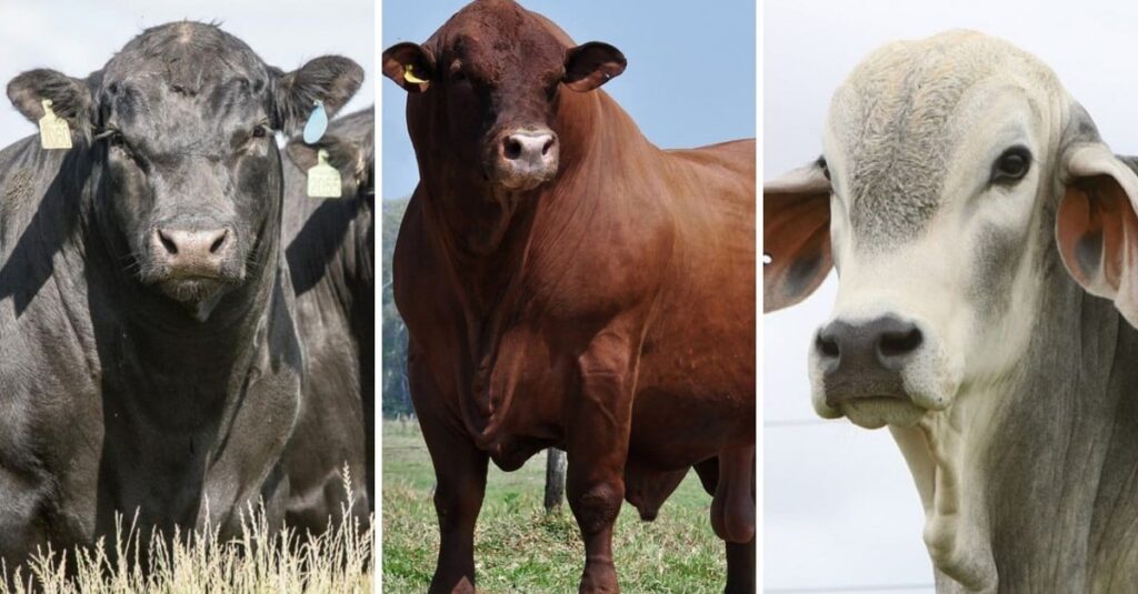 Genética em novilhas: Angus, Senepol ou Tabapuã? 21 Angus, Senepol ou Tabapuã? Qual touro pode dar mais apuro genético em novilhas aneloradas?