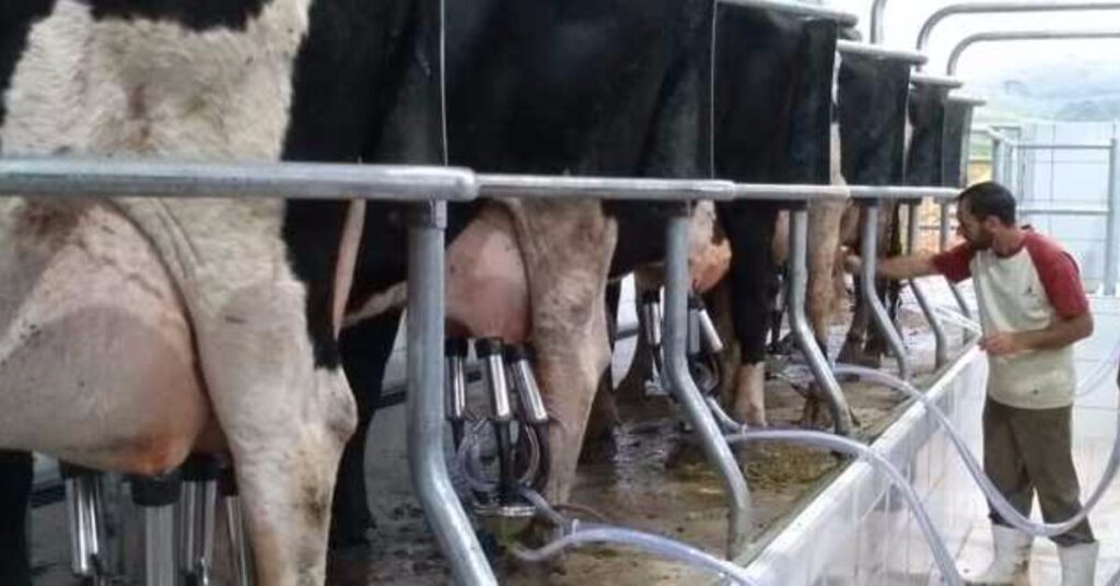 "Goiás fortalece cadeia do leite" • Portal DBO 17 Governo de Goiás discute ações de fortalecimento da cadeia produtiva do leite • Portal DBO