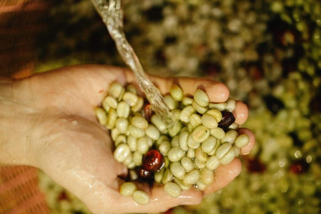 Grãos de qualidade: dicas de aproveitamento! 2 como aproveitar com os grãos com qualidade?