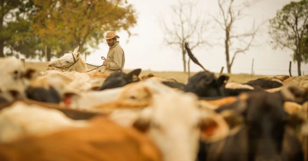 Impacto bilionário de parasitas na pecuária brasileira 19 Parasitos causam perdas de R$ 66 bilhões na pecuária brasileira, diz novo estudo