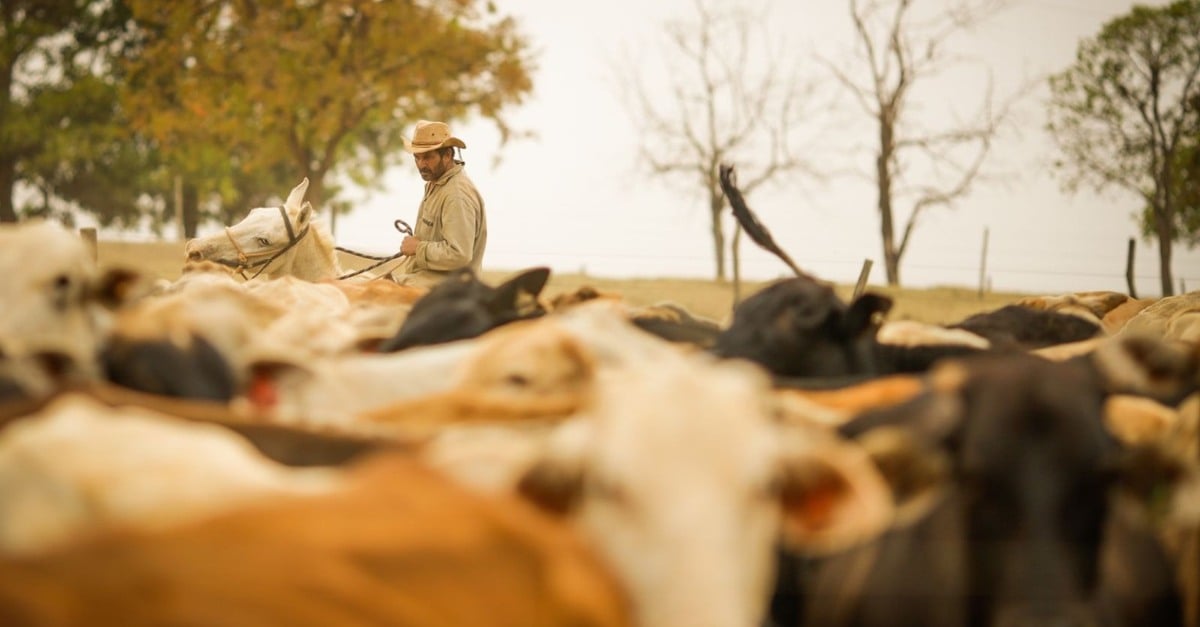 Impacto bilionário de parasitas na pecuária brasileira