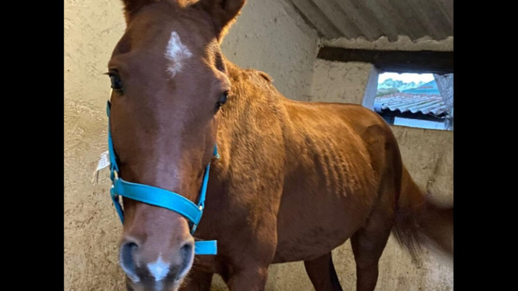 Impressionante resgate de cavalo na A39 pela IRA 4 IRA ajuda a resgatar cavalo em perigo junto à A39