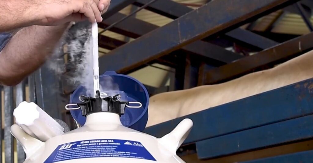 Qual a estrutura por trás da coleta de sêmen bovino